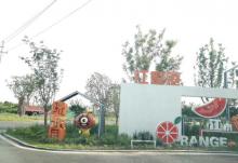 江小橘乐园24