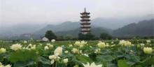 十里荷花4