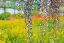 无锡阳山桃花源景区15
