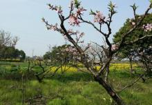 无锡阳山桃花源景区13