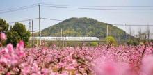 无锡阳山桃花源景区26
