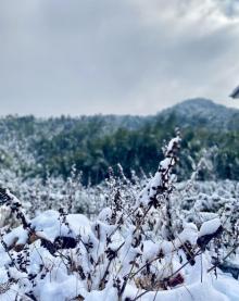 东白山17
