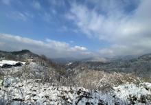 东白山12