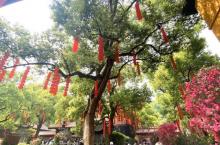 西湖龙井山园3