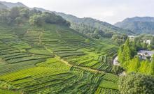 西湖龙井山园1