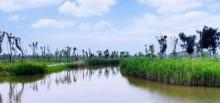 台州湾湿地公园1