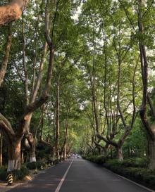 杨公堤14