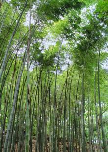 杨公堤20