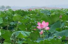 平湖秋月23