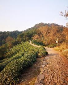 梅家坞18