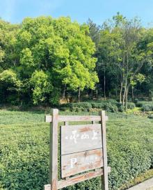 四眼井6