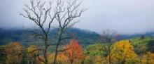 塔川古树林6
