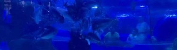 安庆海昌海洋探索馆16