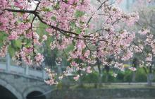 莫愁湖景区4