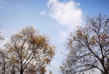 蜀山森林公园15