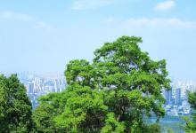 蜀山森林公园22