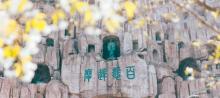 达摩古洞8