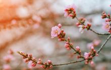 梅花山8