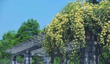 南京中山植物园12
