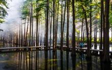 李中水上森林公园3