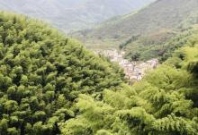 木坑竹海23