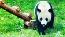 红山森林动物园1