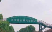 长兴泗安薰衣草风情园1