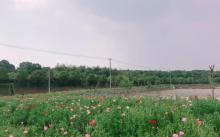 长兴泗安薰衣草风情园3