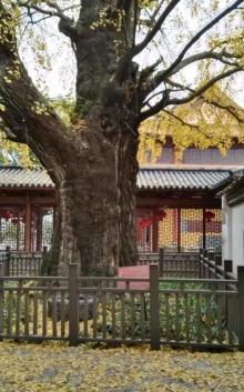 小蓬莱公园6