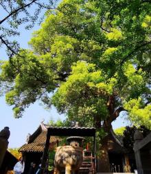 铜观音寺10