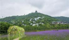 铃兰花海乐园13
