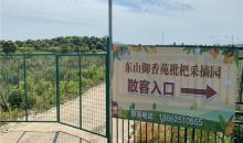 御香苑枇杷采摘园11