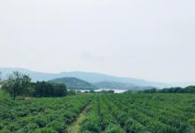 阳羡湖深氧公园9