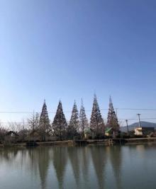 太湖鹿盛梅花鹿乐园8
