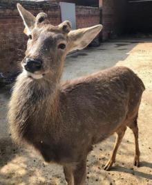 太湖鹿盛梅花鹿乐园6