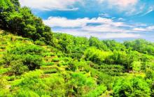 大红袍景区1