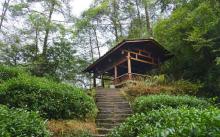 大红袍景区21