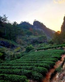 大红袍景区24