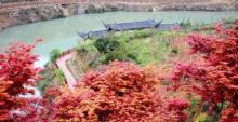 雁荡山枫叶园1