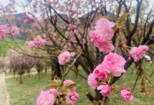 N口樱花岛1