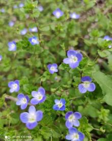 梧桐花谷8