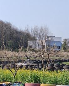 梧桐花谷10