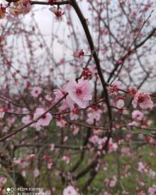 梧桐花谷11
