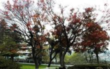 庐山牯岭街心公园3