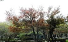庐山牯岭街心公园2