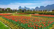 龙虎山花语世界景区10