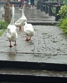 御碑亭5