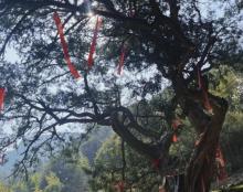 千年香榧林景区2