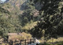 千年香榧林景区1