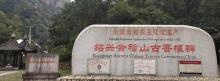 千年香榧林景区6